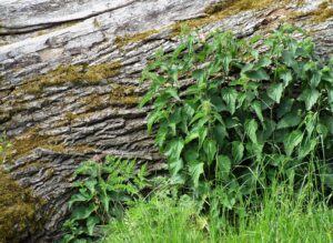 a stand of stinging nettles next to a fallen log