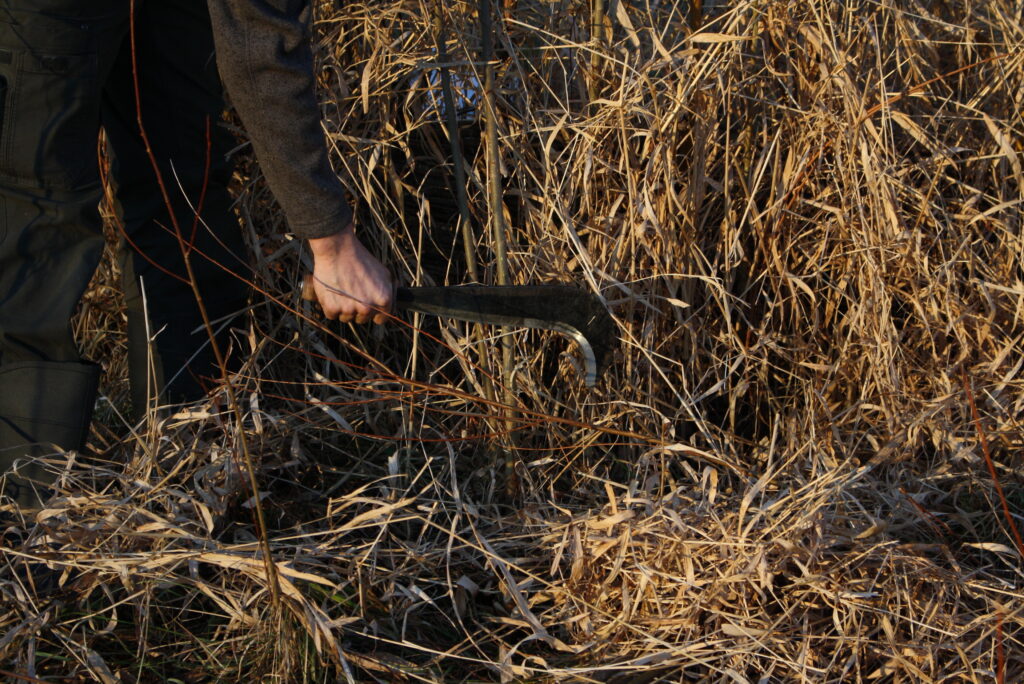 close-up of a hand holding a billhook cutting a willow withe