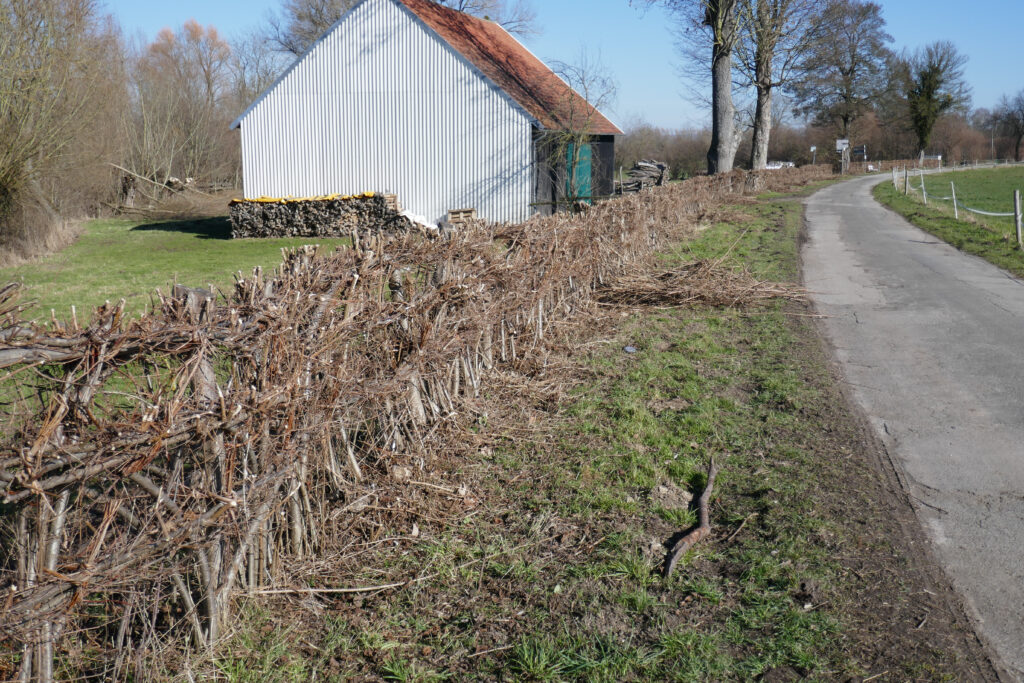 a freshly pruned hedge along a road in rural Germany